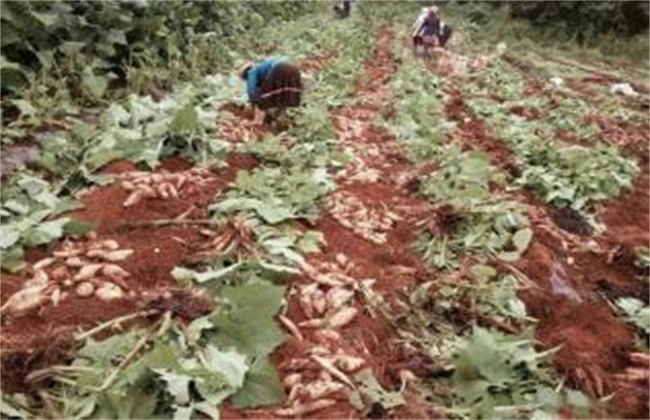 雪莲果怎么种植湖北阳新可种吗,雪莲果怎么施肥