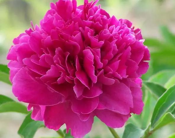 最美牡丹花与诗,牡丹最美诗词