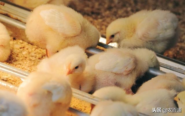 养殖正宗散养土鸡赚钱吗,容城散养土鸡养殖联系电话