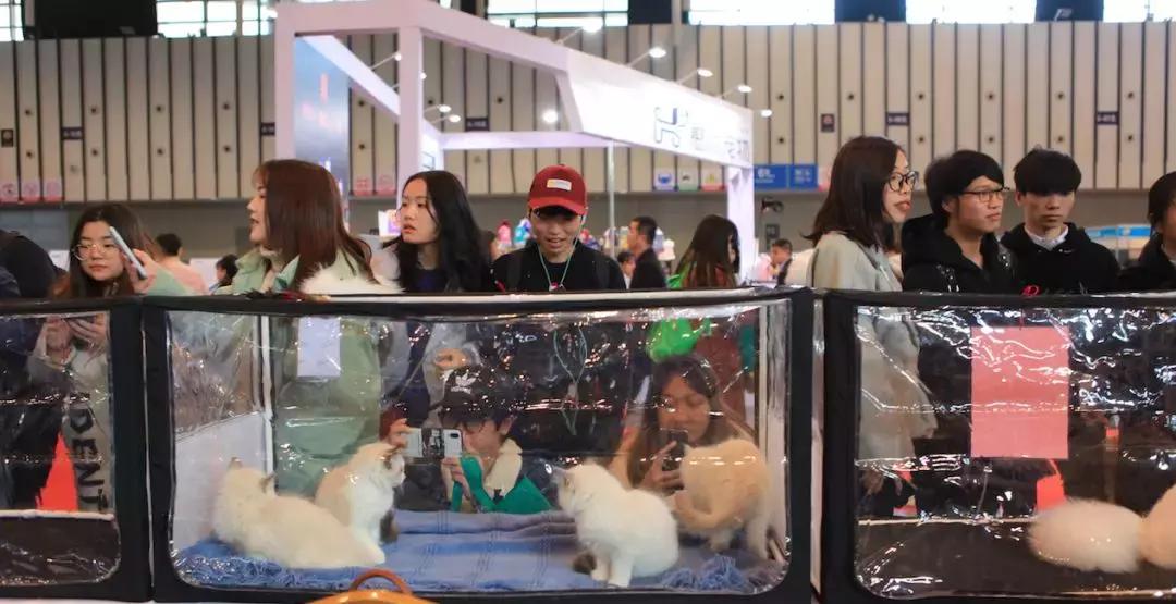 萌宠齐聚南京宠物博览会,day1