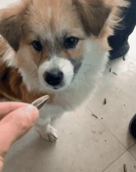 狗吃主人手中食物小心翼翼,狗吃零食主人过来立马吞