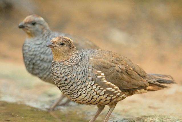 养鹌鹑为什么不能用铁笼子,鹌鹑吃啥饲料好养活一些