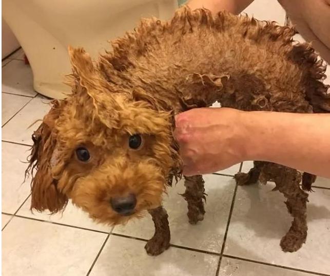 天冷了，饲养泰迪犬，主人要做好这几点