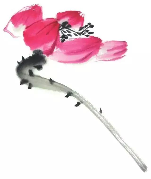 白描荷花的画法图片,如何画荷花白描大片