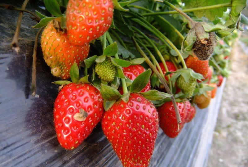 草莓定植后的管理工作,草莓进入结果后期的水肥管理