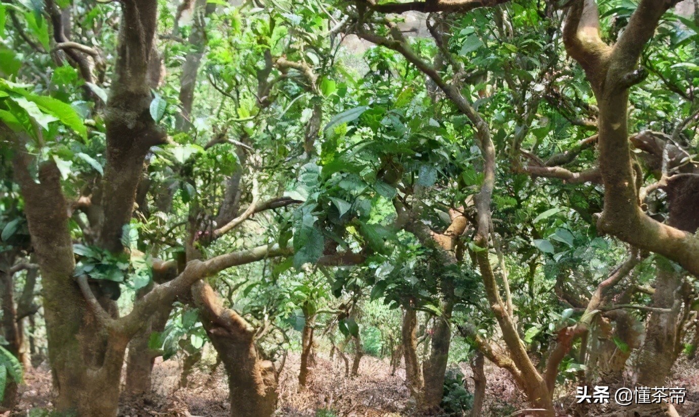 勐海产区的茶特点,勐海古树茶的特点是什么