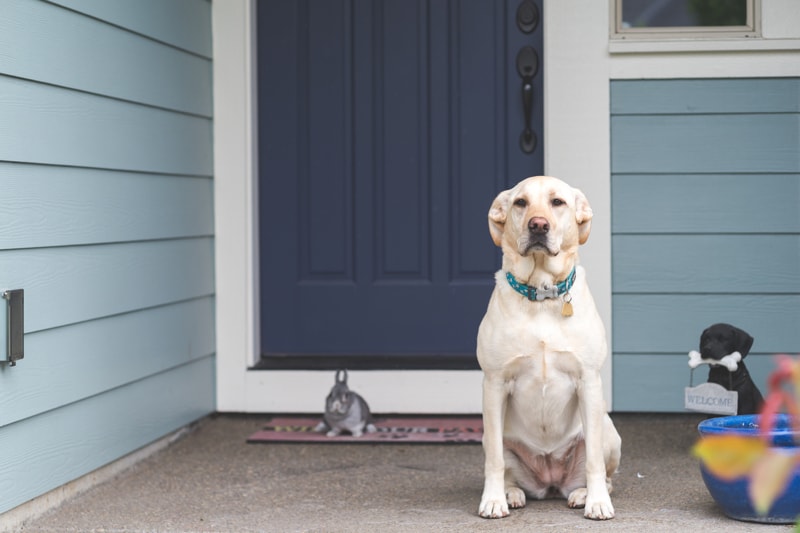 狗狗不凶它它就不听话怎么办,狗狗异常兴奋到处乱窜钻墙角