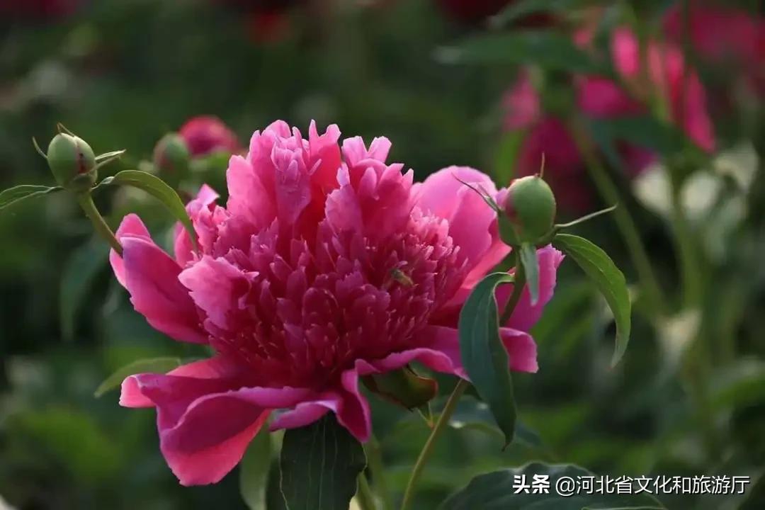 爱家乡爱保定,爱家乡游邯郸