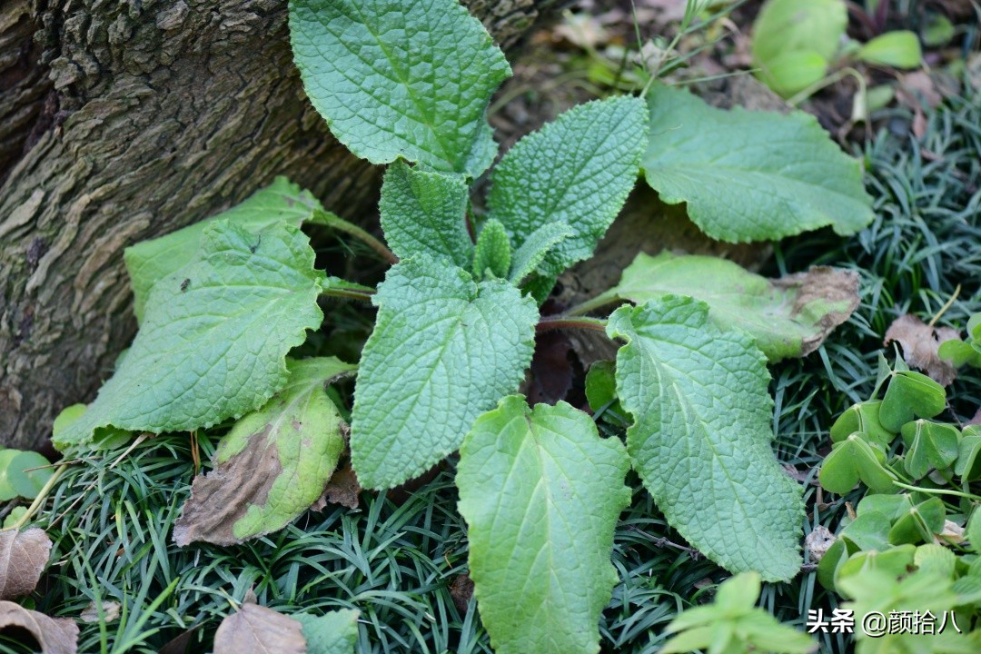 零下9度来袭，花园里的绿色是那么动人|园丁