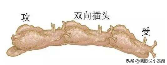 动物交配行为之最