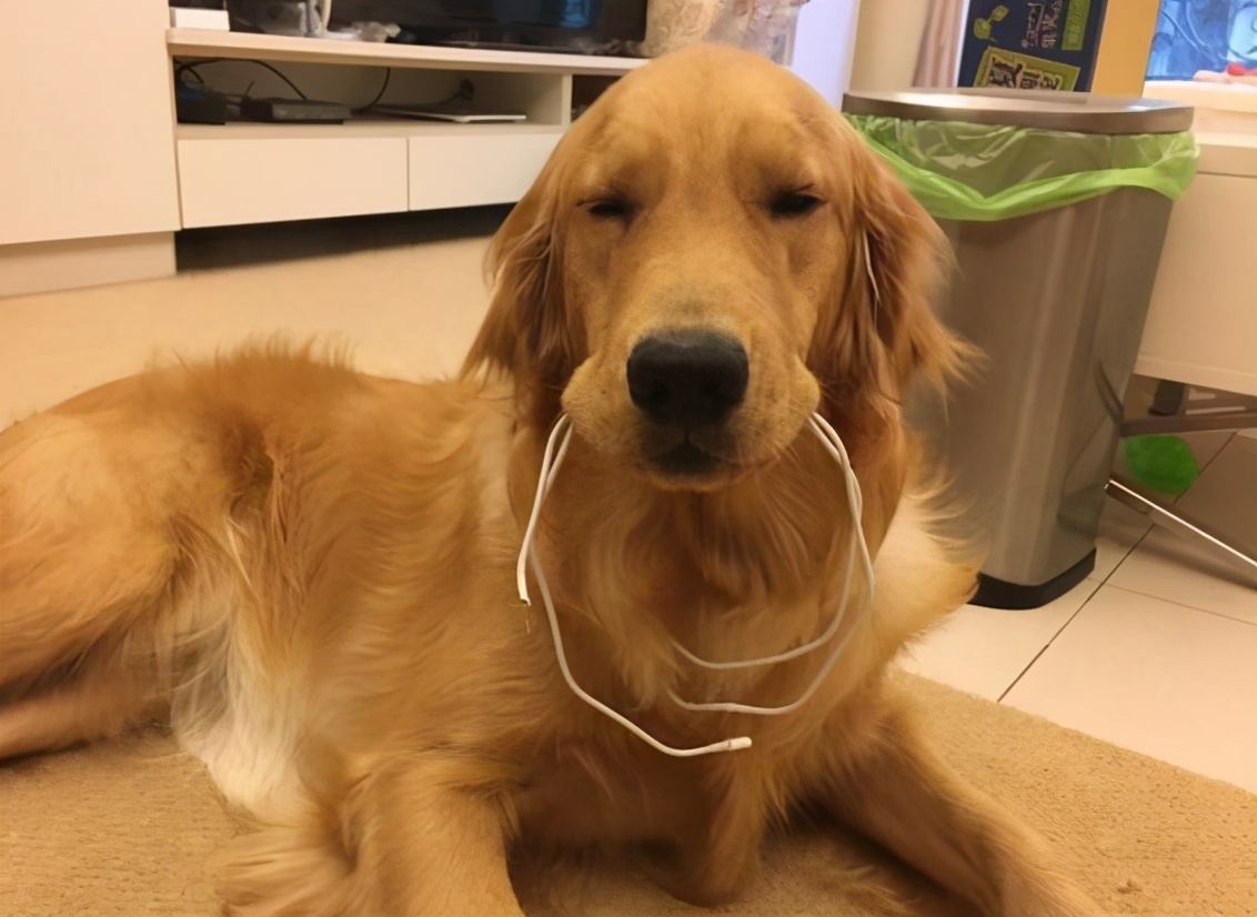 狗狗爱咬鞋子怎么制止,防止狗狗咬电线的方法