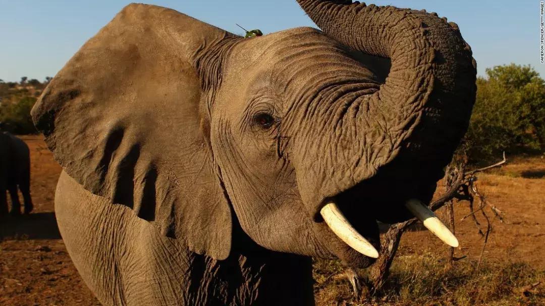 象牙女王事件,象牙女王被捕