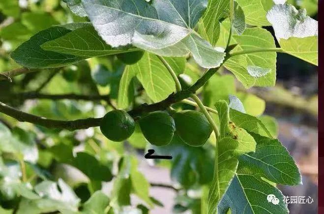 想自己种一棵树,想种自己的树