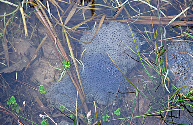 青蛙养殖基础知识视频,青蛙养殖的基本常识有哪些图片