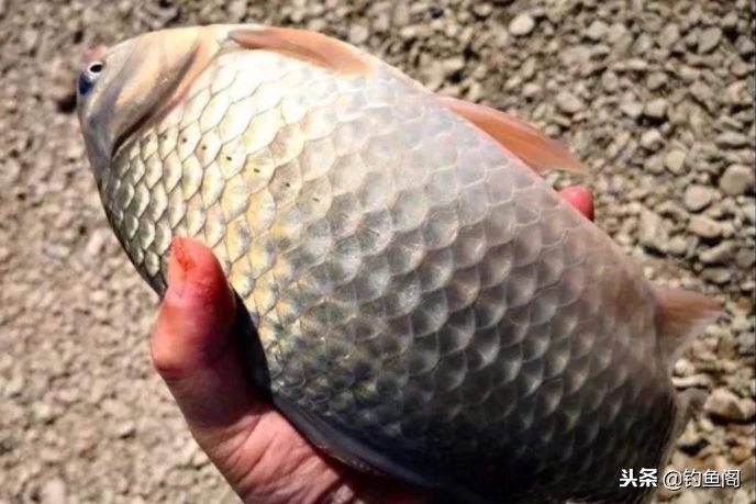 钓鱼新手的忠告,钓鱼千万要警惕的五件事