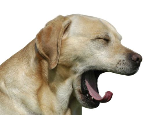 坐飞机耳朵堵了怎么快速通气妙招,坐飞机感觉耳朵里面跟堵住了一样