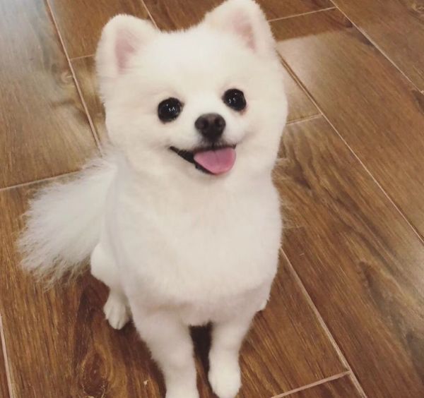 博美脾气暴躁易怒怎么办,博美暴躁怎么办