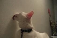 厨房是猫咪的修罗场，随便一项就能重伤