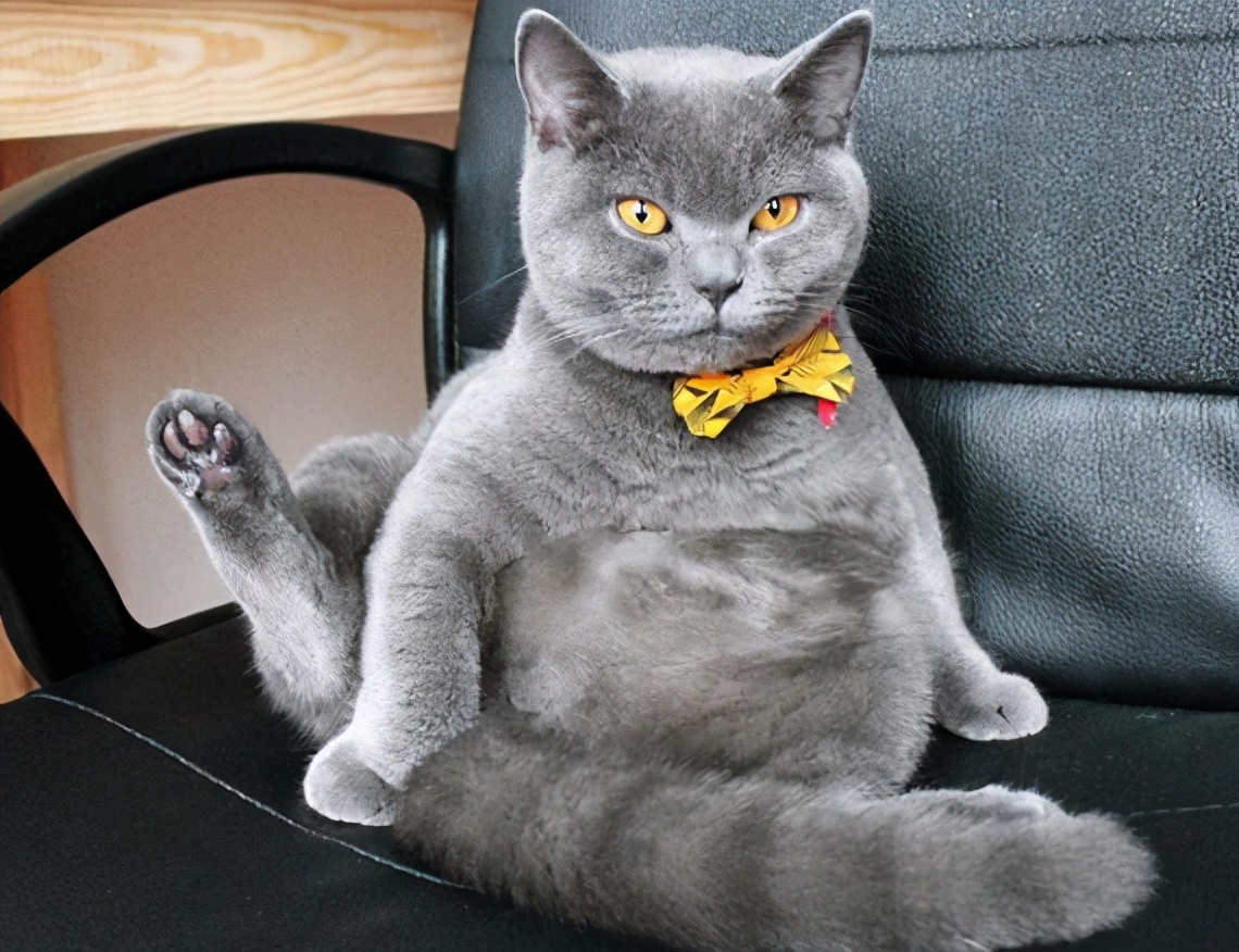 100种猫咪品种,100种猫咪名字大全