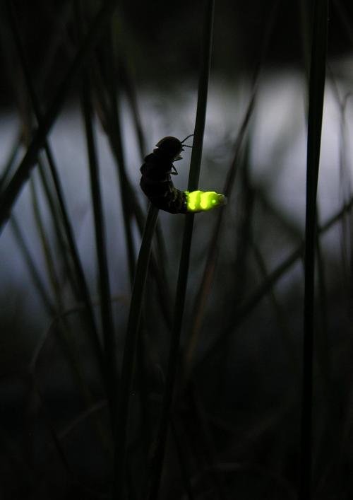 萤火虫的光寓意啥意思,萤火虫为什么会发光答案是什么