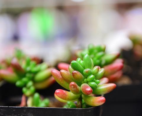 虹之玉变成绿色是什么原因,虹之玉叶片变黑是怎么回事