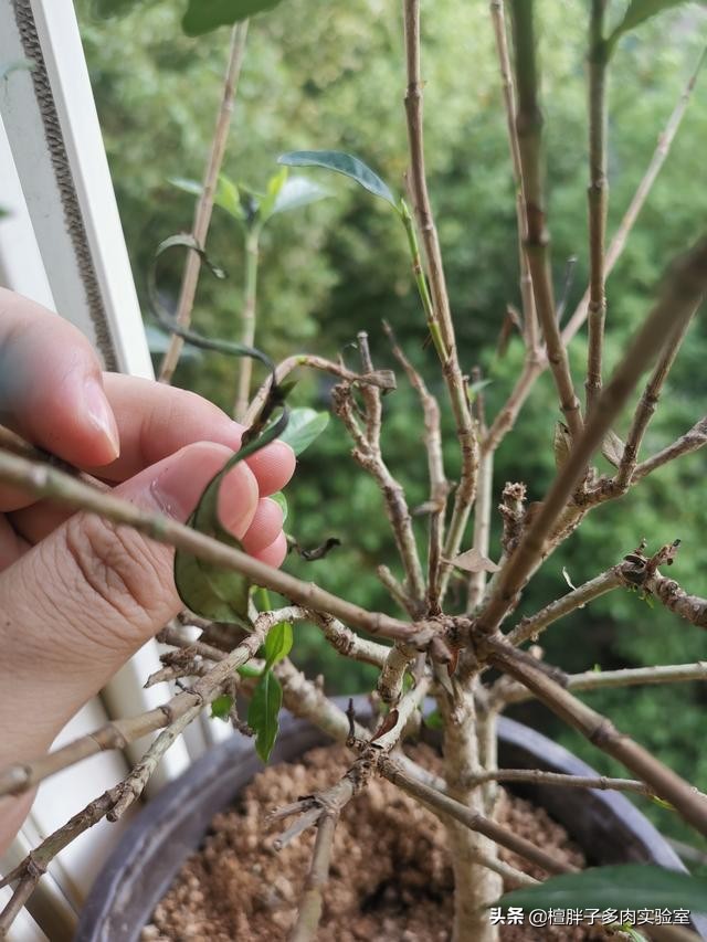 栀子花叶片发黑花苞脱落怎么办,栀子花叶片突然枯萎