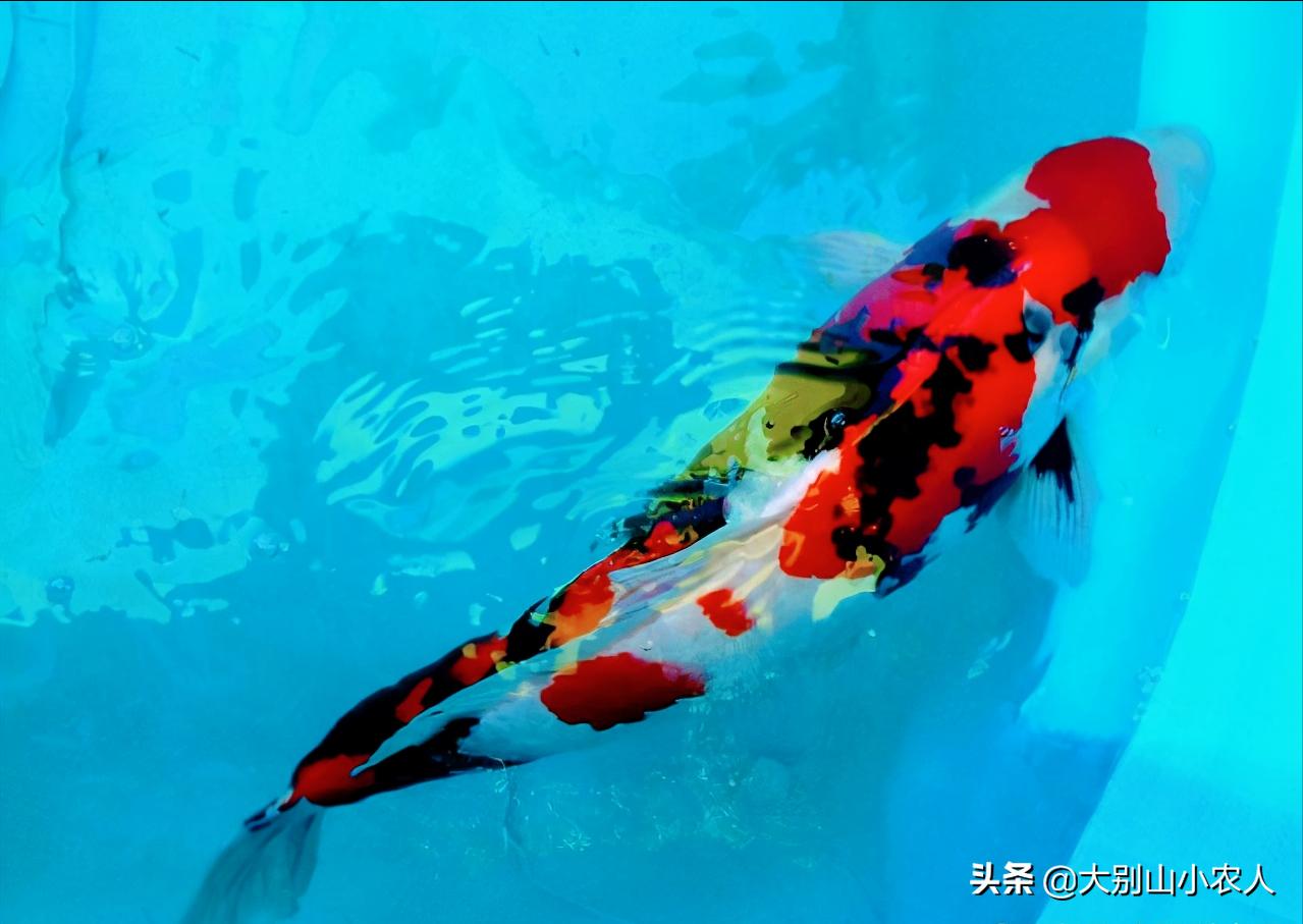 烫嘴的锦鲤：可活200岁，八旬老人为之翻墙，却因颜值决定生死