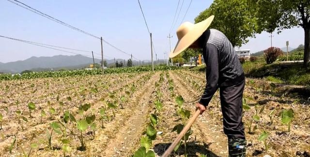 有特色接地气致富快龙岩市长汀县涂坊镇激励性产业扶贫成效明显