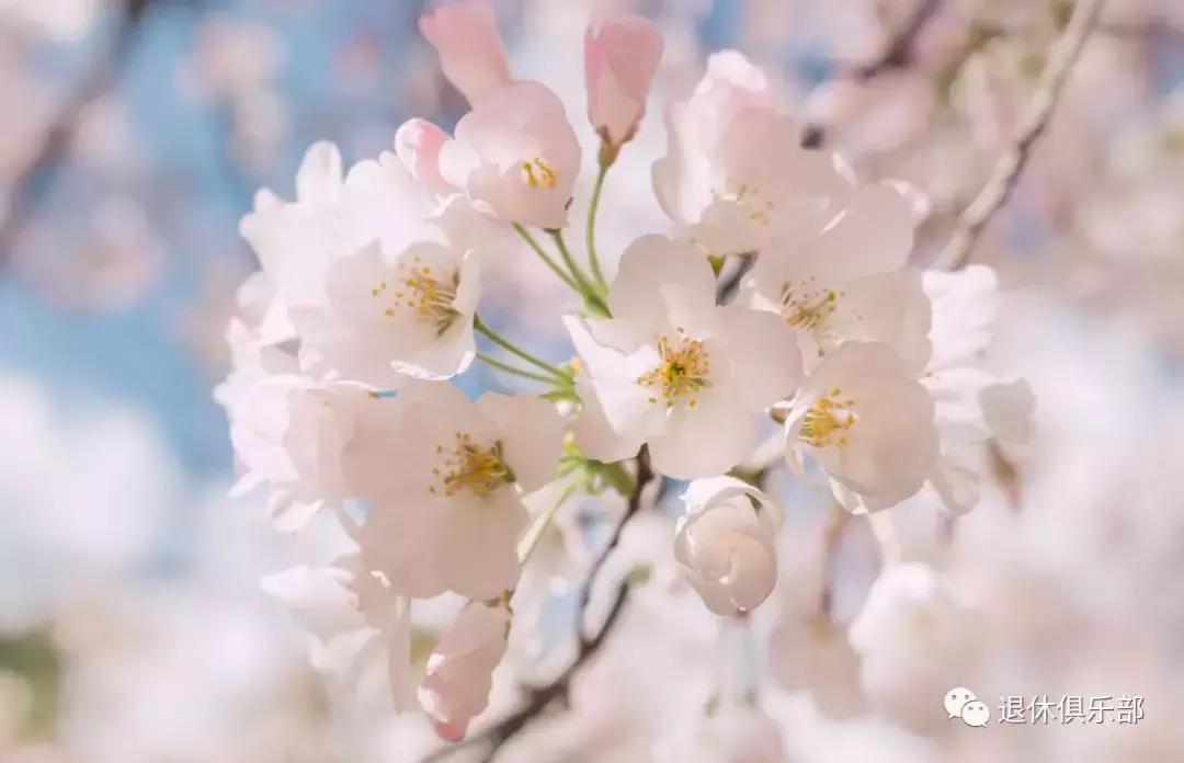 春暖花开赏玉兰,春暖花开我们依旧自由赏樱