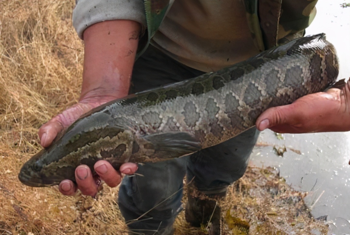 <html>
<head><title>502BadGateway</title></head>
<body>
<center><h1>502BadGateway</h1></center>
<hr><center>nginx</center>
</body>
</html>
<!--apaddingtodisableMSIEandChromefriendlyerrorpage-->
<!--apaddingtodisableMSIEandChromefriendlyerrorpage-->
<!--apaddingtodisableMSIEandChromefriendlyerrorpage-->
<!--apaddingtodisableMSIEandChromefriendlyerrorpage-->
<!--apaddingtodisableMSIEandChromefriendlyerrorpage-->
<!--apaddingtodisableMSIEandChromefriendlyerrorpage-->
