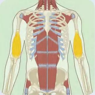 健身后手臂酸痛怎么回事,健身后有点酸痛怎么办