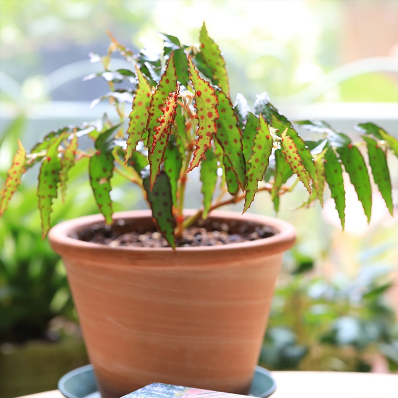 100种绿植大全,50种盆栽绿植花卉大全