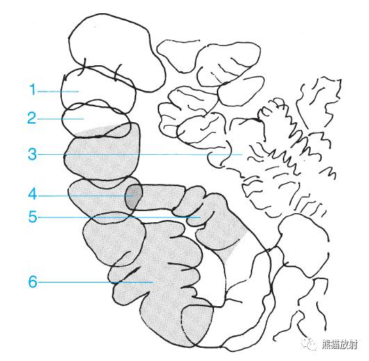 详细的消化道造影+彩色解剖图