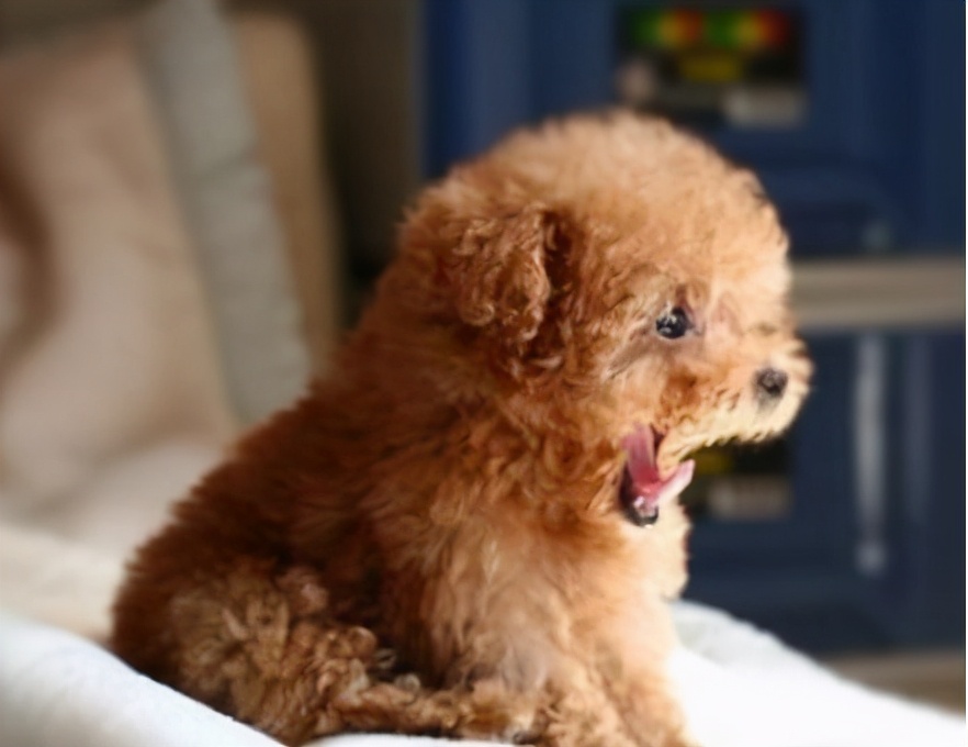 怎样挑选好的泰迪犬,挑选泰迪犬的小技巧有哪些