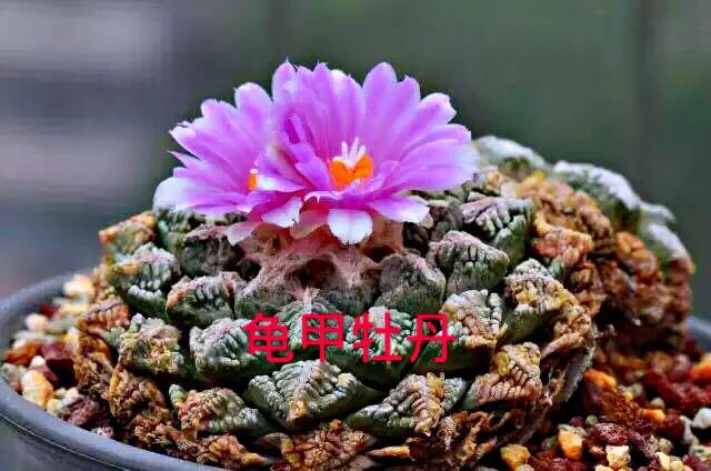 好看好养的多肉类植物,多肉类植物好看