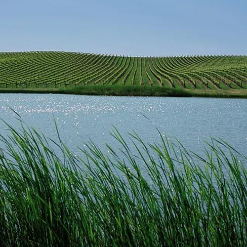 唯一和勃艮第抗衡的黑皮诺,新西兰黑皮诺对比勃艮第