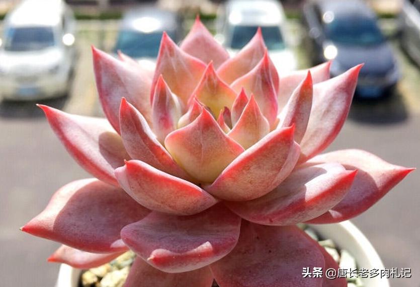 多肉上色一段时间又变绿,春天多肉褪色变绿怎么回事