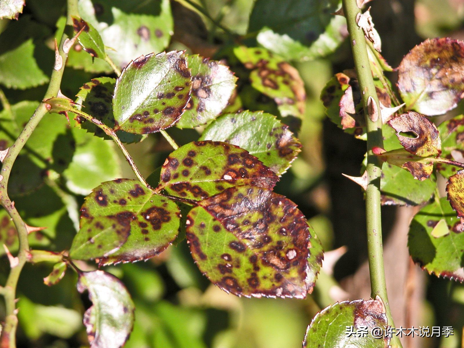 月季新手种植教程,购苗、修剪、施肥、浇水、喷药,手把手教你