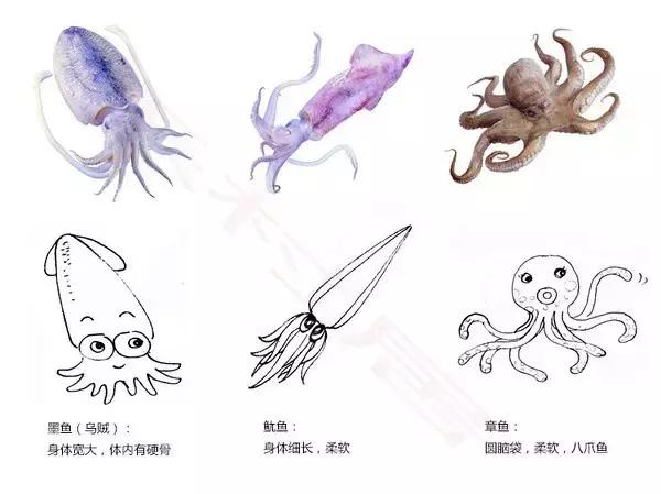 来大连10年了，我终于分清这三种软体的“鱼”了！真特么难！