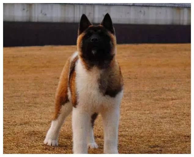 狗狗品种大全及介绍,狗狗品种大全带你走进狗狗的世界