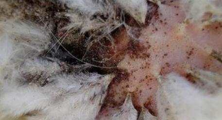 鸡虱怎么根除最快,鸡羽虱最好治疗方法