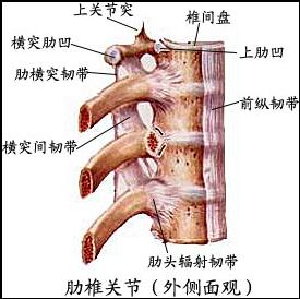 医生常用的解剖学、内外科口诀