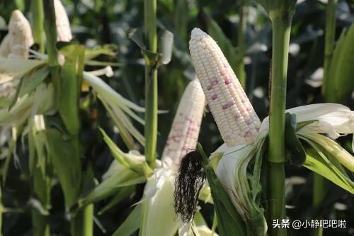 农科院好物推荐,国货之光农科院麦片和烧鸡测评