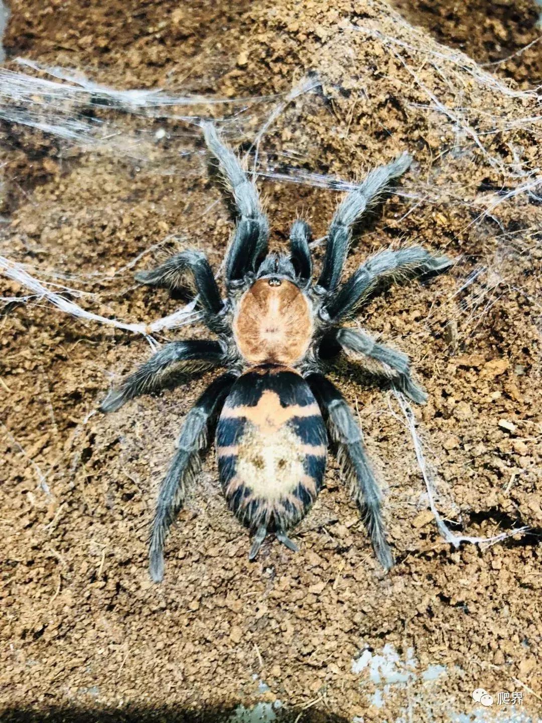 伦敦的爬宠店,隐藏在小区深处的店铺