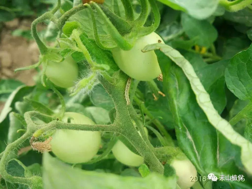 十大杀卵杀虫剂,十大类型杀虫剂