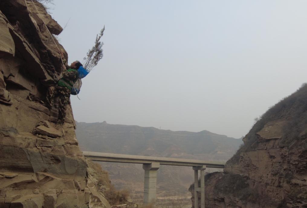 植树造林40年,黄河水变清中国植树造林