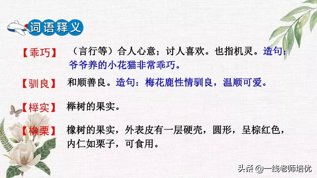 语文五年级上册第17课松鼠资料,部编版五年级上册第17课松鼠课件