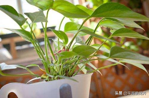 植物发生永久萎蔫用什么方法,植物高温叶子萎蔫怎么回事