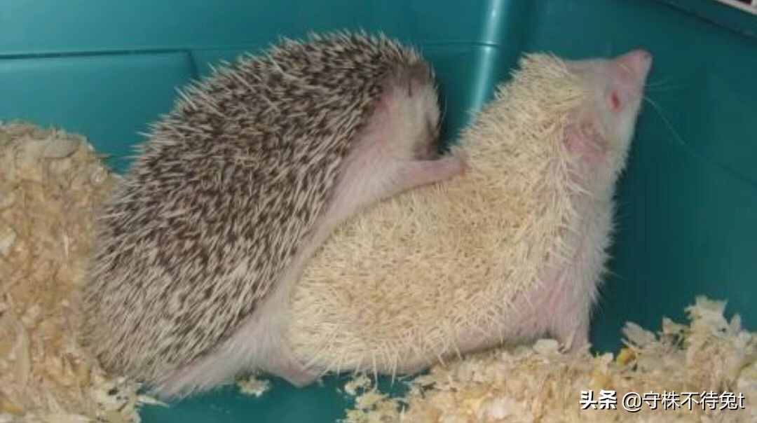 母刺猬会不会扎小刺猬,刺猬会不会生小刺猬