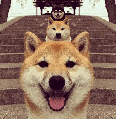 养狗必看,养狗2年多才明白的狗狗冷知识